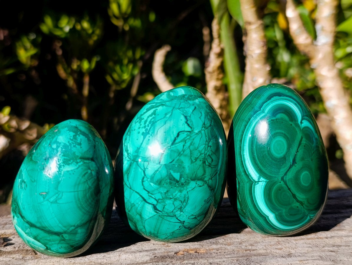 Polished Large Flower Banded Malachite Gemstone Eggs x 5 From Congo - Toprock Gemstones and Minerals 