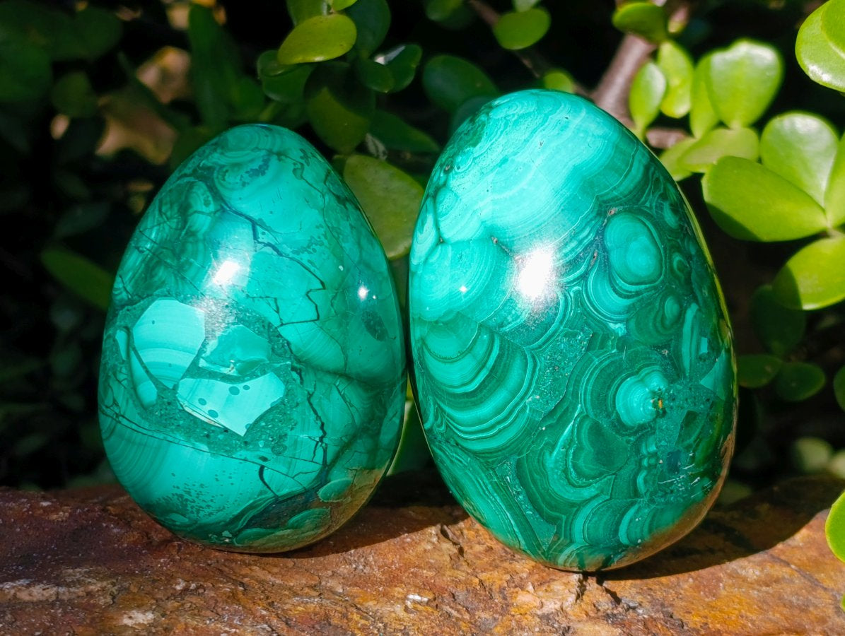 Polished Large Flower Banded Malachite Gemstone Eggs x 5 From Congo - Toprock Gemstones and Minerals 