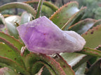 Natural Jacaranda Amethyst Crystals and a Cluster x 6 From Mumbwa, Zambia - Toprock Gemstones and Minerals 