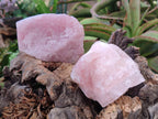Natural Cobbed Rose Quartz Specimens x 12 From Northern Cape, South Africa - Toprock Gemstones and Minerals 