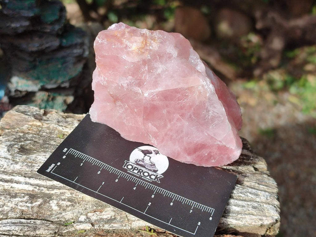 Natural Cobbed Rose Quartz Specimens x 12 From Northern Cape, South Africa - Toprock Gemstones and Minerals 