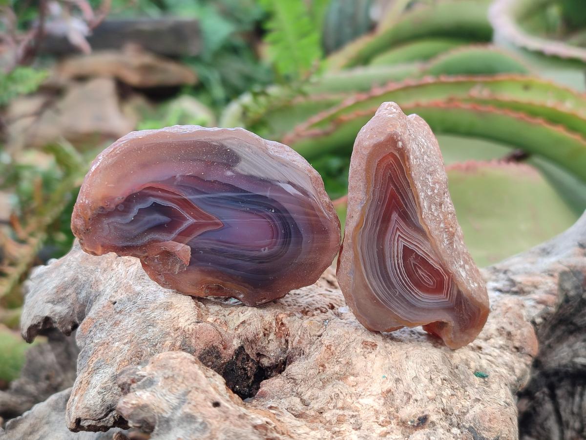 Polished One Side Red Shashe River Agate Nodules x 35 From Shashe River, Zimbabwe - Toprock Gemstones and Minerals 
