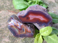 Polished One Side Red Shashe River Agate Nodules x 35 From Shashe River, Zimbabwe - Toprock Gemstones and Minerals 