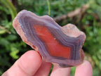 Polished One Side Red Shashe River Agate Nodules x 35 From Shashe River, Zimbabwe - Toprock Gemstones and Minerals 
