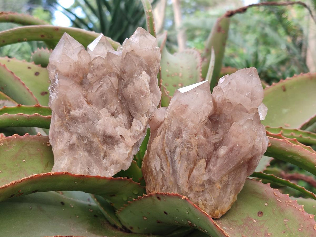 Natural Cascading White Phantom Smokey Luena Quartz Clusters x 4 From Luena, Congo - Toprock Gemstones and Minerals 