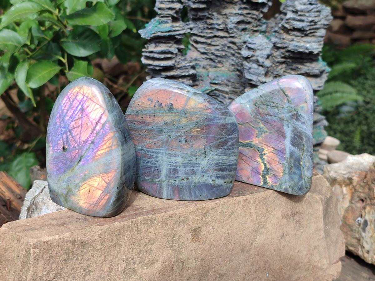 Polished Rare Purple Sunset Flash Labradorite Standing Display Pieces x 3 From Madagascar - Toprock Gemstones and Minerals 