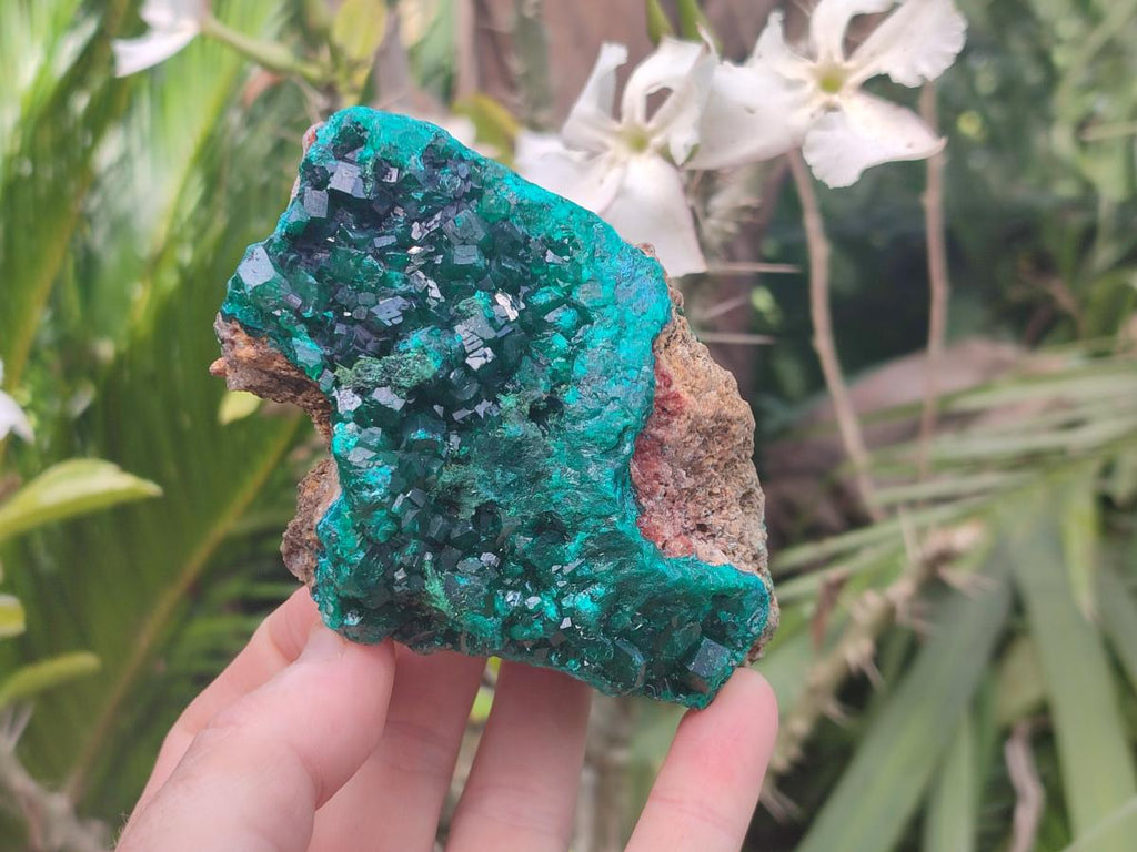 Natural Large Dioptase on Dolomite Specimens x 2 From Likasi, Congo - Toprock Gemstones and Minerals 