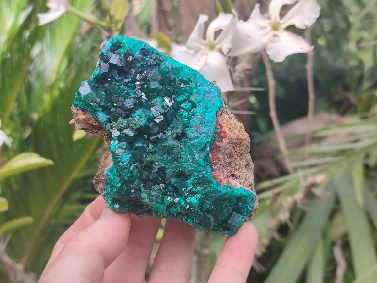 Natural Large Dioptase on Dolomite Specimens x 2 From Likasi, Congo - Toprock Gemstones and Minerals 