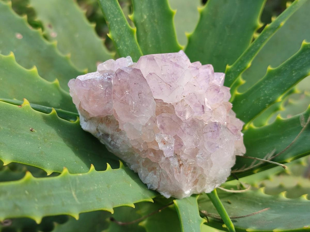 Natural Spirit Amethyst Clusters x 12 From Boekenhouthoek, South Africa - Toprock Gemstones and Minerals 