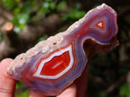 Polished One Side Red Shashe River Agate Nodules x 24 From Shashe River, Zimbabwe - Toprock Gemstones and Minerals 