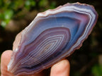 Polished One Side Red Shashe River Agate Nodules x 24 From Shashe River, Zimbabwe - Toprock Gemstones and Minerals 