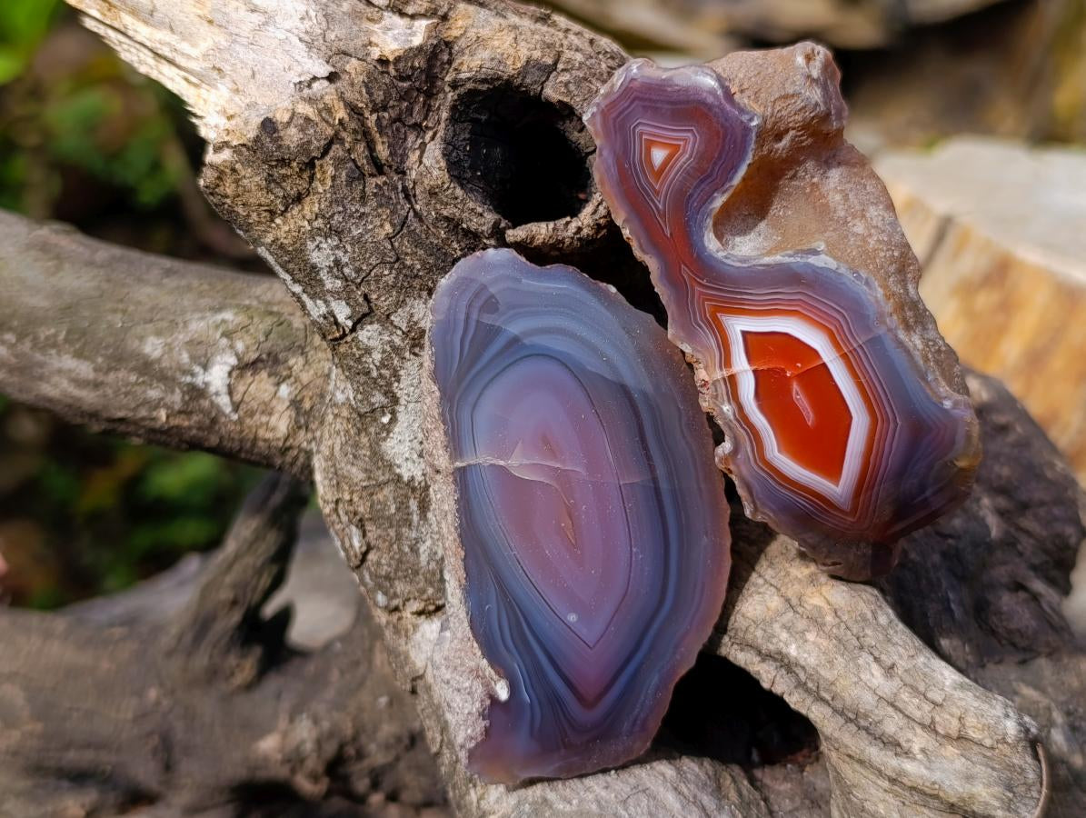 Polished One Side Red Shashe River Agate Nodules x 24 From Shashe River, Zimbabwe - Toprock Gemstones and Minerals 