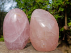 Polished Gemmy Rose Quartz Standing Display Pieces x 2 From Madagascar - Toprock Gemstones and Minerals 