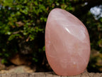 Polished Gemmy Rose Quartz Standing Display Pieces x 2 From Madagascar - Toprock Gemstones and Minerals 