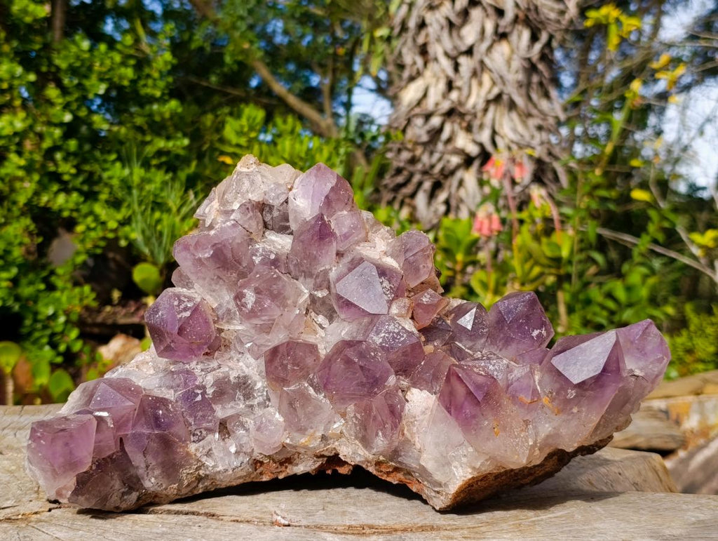 Natural Large Jacaranda Amethyst Cluster x 1 From Mumbwa, Zambia - Toprock Gemstones and Minerals 