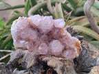 Natural Spirit Amethyst Clusters x 4 From Boekenhouthoek, South Africa - Toprock Gemstones and Minerals 