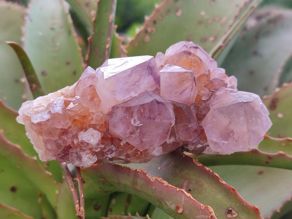 Natural Spirit Amethyst Clusters x 4 From Boekenhouthoek, South Africa - Toprock Gemstones and Minerals 