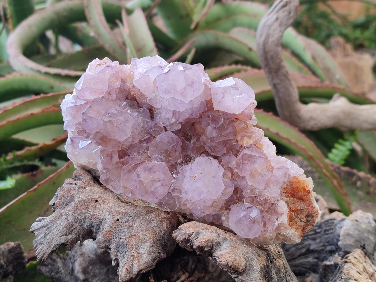Natural Spirit Amethyst Clusters x 4 From Boekenhouthoek, South Africa - Toprock Gemstones and Minerals 