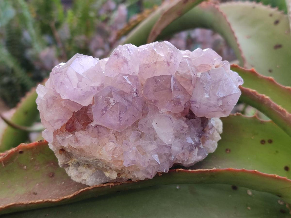 Natural Spirit Amethyst Clusters x 4 From Boekenhouthoek, South Africa - Toprock Gemstones and Minerals 