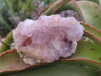 Natural Spirit Amethyst Clusters x 4 From Boekenhouthoek, South Africa - Toprock Gemstones and Minerals 
