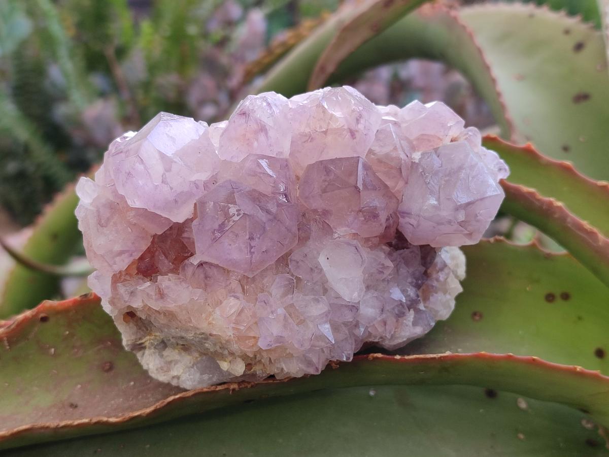 Natural Spirit Amethyst Clusters x 4 From Boekenhouthoek, South Africa - Toprock Gemstones and Minerals 