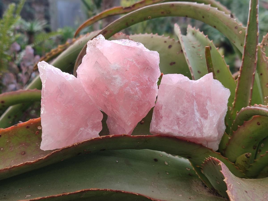 Natural Cobbed Rose Quartz Specimens x 27 From Northern Cape, South Africa - Toprock Gemstones and Minerals 