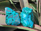 Polished Malacolla Free Forms x 12 From Kulukuluku, Congo - Toprock Gemstones and Minerals 