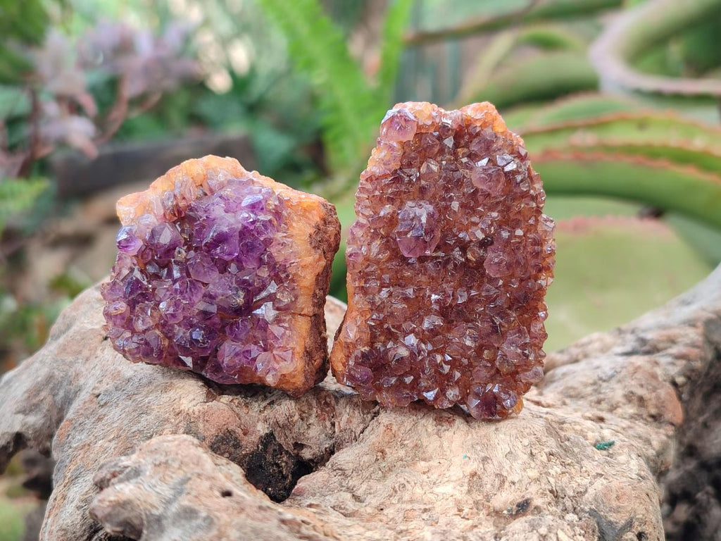 Natural Dark Purple Amethyst Clusters x 35 From Boekenhouthoek, South Africa - Toprock Gemstones and Minerals 