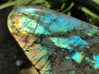 Polished Labradorite Standing Display Pieces x 3 From Madagascar - Toprock Gemstones and Minerals 