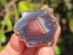 Polished One Side Red Shashe River Agate Nodules x 24 From Shashe River, Zimbabwe - Toprock Gemstones and Minerals 