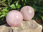 Polished Gemmy Star Rose Quartz Spheres x 3 From Madagascar - Toprock Gemstones and Minerals 