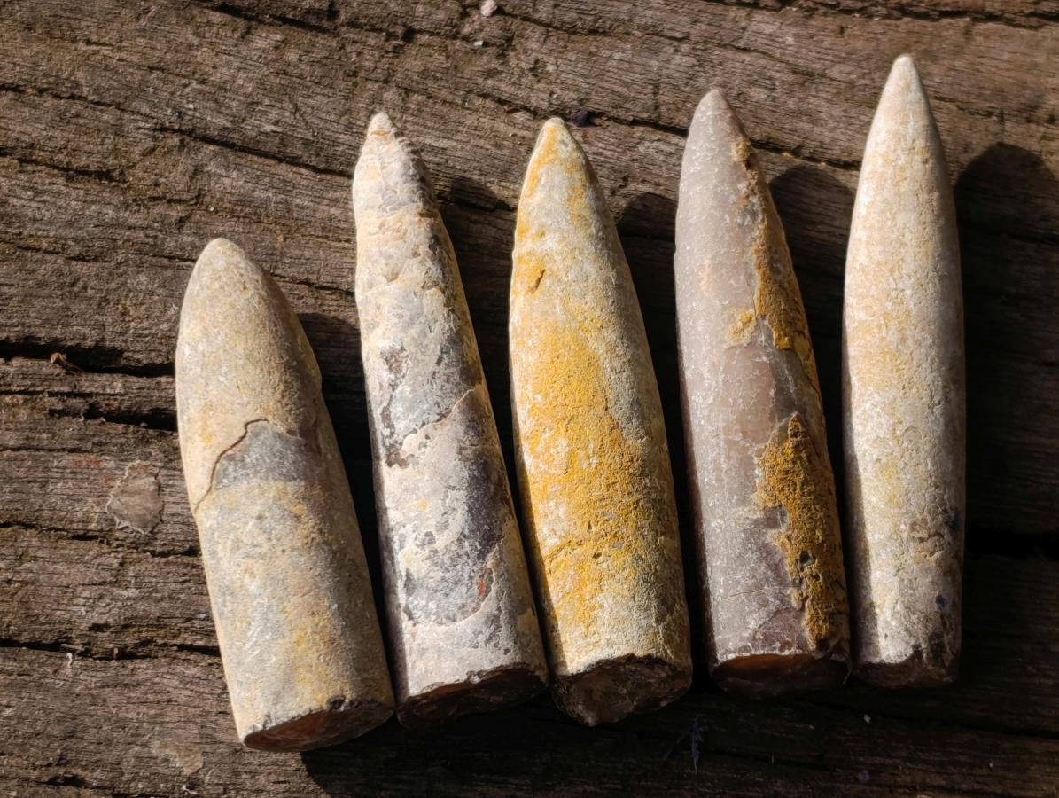 Natural Belemnite Rostrum Fossils x 2.12 Kg Lot From Madagascar - Toprock Gemstones and Minerals 
