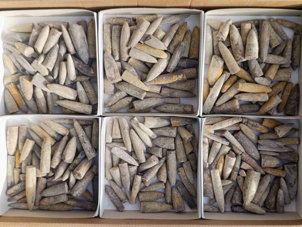 Natural Belemnite Rostrum Fossils x 2.12 Kg Lot From Madagascar - Toprock Gemstones and Minerals 