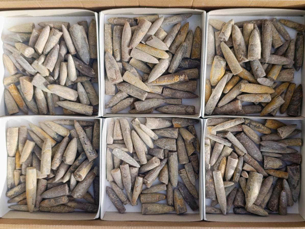 Natural Belemnite Rostrum Fossils x 2.12 Kg Lot From Madagascar - Toprock Gemstones and Minerals 