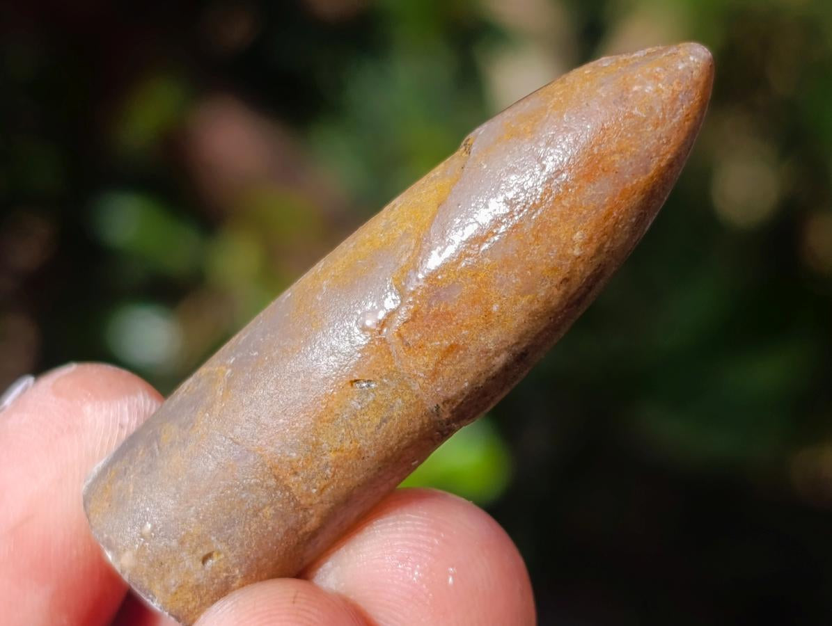 Natural Belemnite Rostrum Fossils x 2.12 Kg Lot From Madagascar - Toprock Gemstones and Minerals 