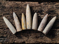 Natural Belemnite Rostrum Fossils x 2.12 Kg Lot From Madagascar - Toprock Gemstones and Minerals 