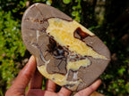 Polished Septerye Slices x 6 From Mahajanga, Madagascar - Toprock Gemstones and Minerals 