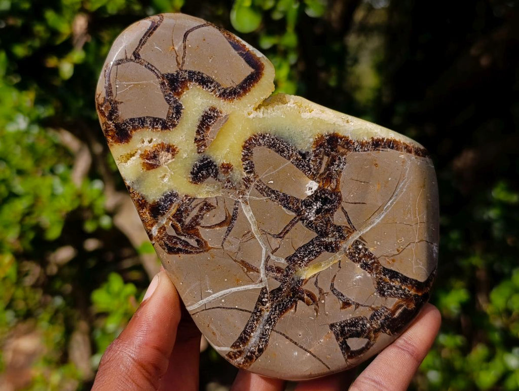 Polished Septerye Slices x 6 From Mahajanga, Madagascar - Toprock Gemstones and Minerals 