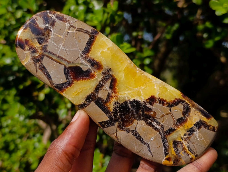 Polished Septerye Slices x 6 From Mahajanga, Madagascar - Toprock Gemstones and Minerals 