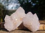 Natural Cactus Flower Spirit Quartz Clusters x 12 From South Africa - Toprock Gemstones and Minerals 