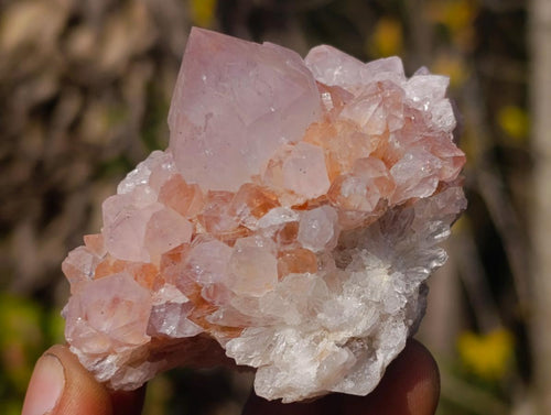 Natural Cactus Flower Spirit Quartz Clusters x 12 From South Africa - Toprock Gemstones and Minerals 
