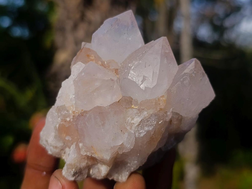 Natural Cactus Flower Spirit Quartz Clusters x 12 From South Africa - Toprock Gemstones and Minerals 