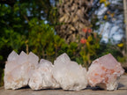 Natural Cactus Flower Spirit Quartz Clusters x 12 From South Africa - Toprock Gemstones and Minerals 