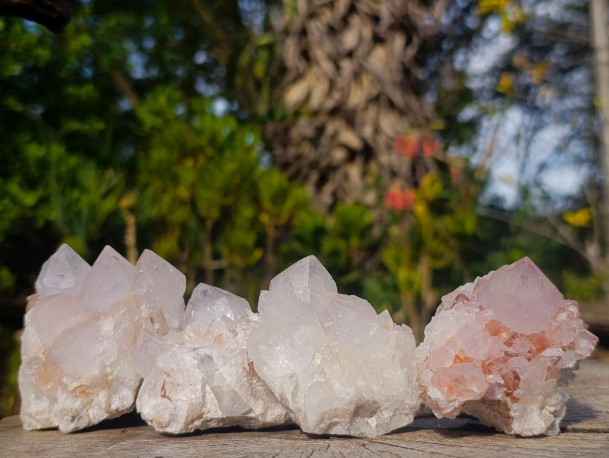 Natural Cactus Flower Spirit Quartz Clusters x 12 From South Africa - Toprock Gemstones and Minerals 