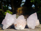 Natural Cactus Flower Spirit Quartz Clusters x 12 From South Africa - Toprock Gemstones and Minerals 