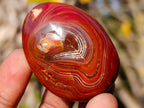 Polished Carnelian Agate Gemstone Galets x 24 From Madagascar - Toprock Gemstones and Minerals 
