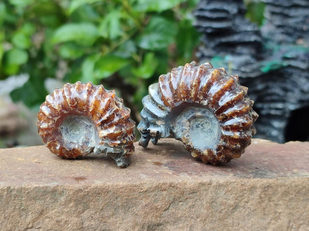 Polished Cleoniceras "Jigsaw" Ammonite Fossils x 6 From Tulear, Madagascar - Toprock Gemstones and Minerals 