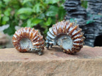 Polished Cleoniceras "Jigsaw" Ammonite Fossils x 6 From Tulear, Madagascar - Toprock Gemstones and Minerals 
