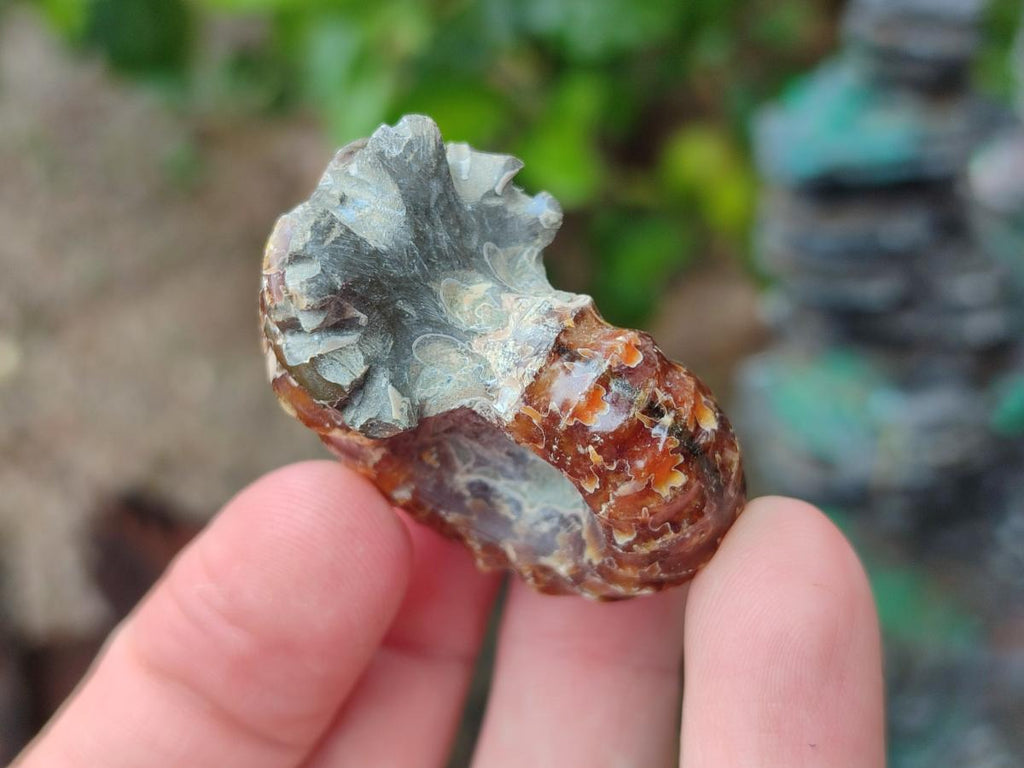 Polished Cleoniceras "Jigsaw" Ammonite Fossils x 6 From Tulear, Madagascar - Toprock Gemstones and Minerals 