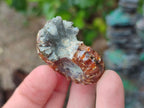 Polished Cleoniceras "Jigsaw" Ammonite Fossils x 6 From Tulear, Madagascar - Toprock Gemstones and Minerals 